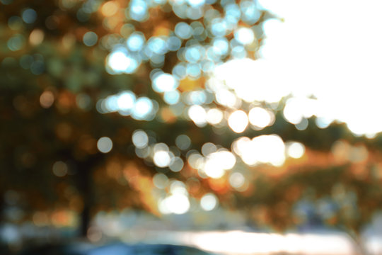 sun light shiny through tree in the park, abstract blur nature boheh background