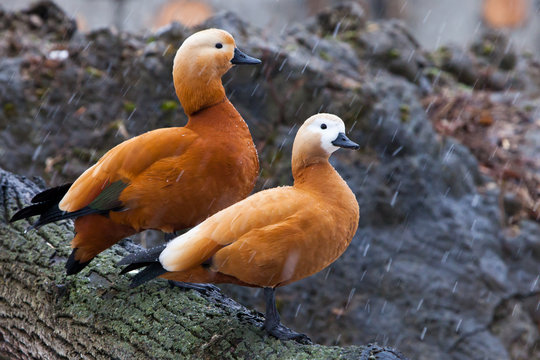 Ducks husband and wife in the spring in the forest. A pair of male and female beautiful bright duck ogary sits on a tree in early spring.