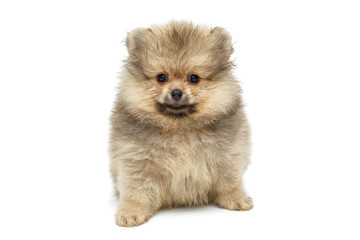 Little puppy Pomeranian Spitz