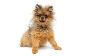 Funny  puppy of breed a Pomeranian Spitz
