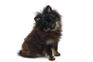 Obraz premium Black and shaggy Pomeranian puppy