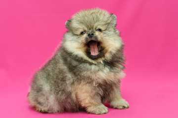 Little Pomeranian puppy yawns