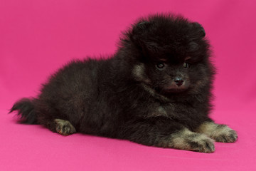 Small, black Pomeranian puppy