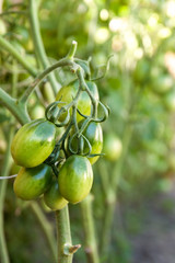tomatoes on a branch