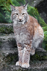 Obraz premium big cat-lynx close-up on a background of green spruce branches.
