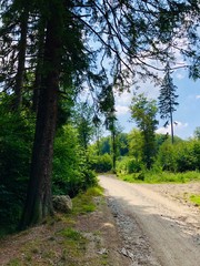 Obraz premium Forest path