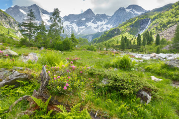 Fototapeta na wymiar Berglandschaft im Sommer mit Gletscher im Hintergrund