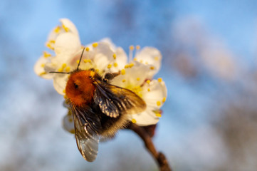 Apricot blossom and bumblebee, resh spring backgrund.
