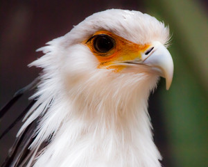 Head with a sharp beak of a secretary bird close up.