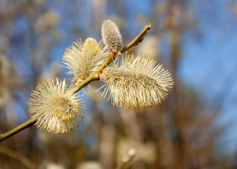 Natural background - willow branches with the first bright yellow fluffy buds against the background of the spring blue sky.