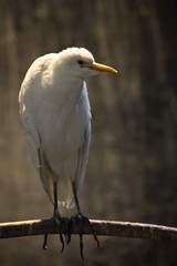 sad heron. A white heron is sitting on a tree branch against a dark background consecrated by the rays of the setting sun, a sad heron.