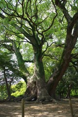 諫早公園の大楠　クスノキ　大木