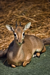 Antelope lies (dik-dik). dwarf antelope dik dik from central africa,