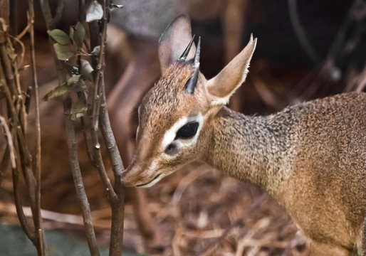 Muzzle close up (dik-dik). dwarf antelope dik dik from central africa,