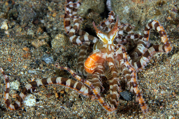 Wonderpus (Wunderpus photogenicus) on Sandy Bottom. Anilao, Philippines