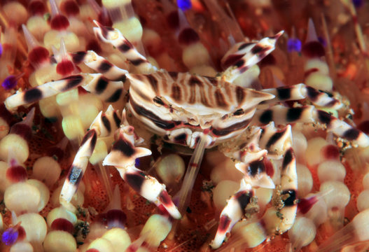 Zebra Urchin Crab (Zebrida adamsii) in a Fire Urchin. Anilao, Philippines
