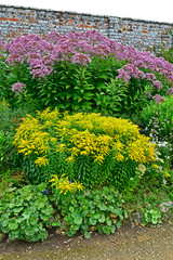 Colorful garden border with Large Eupatorium maculatum and Solidago 'Golden Showers'