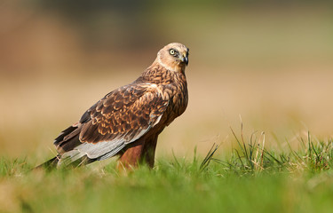 Marsh harrier (Circus aeruginosus) - male