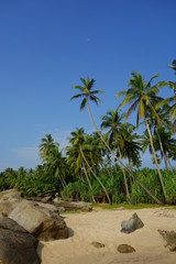Paradiesischer Strand mit Palmen in Tangalle (Sri Lanka)