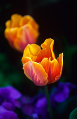 Tulipa 'Princess Irene' in a spring garden