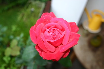 Perfekte Rose mit Tautropfen