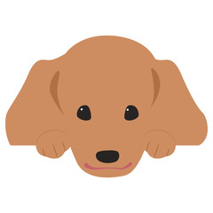 顔を出すダックスフント　