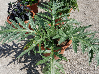 Blumenkuebel, Artischocke, Cynara