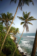 Paradiesischer Strand mit Palmen in Mirissa (Sri Lanka)