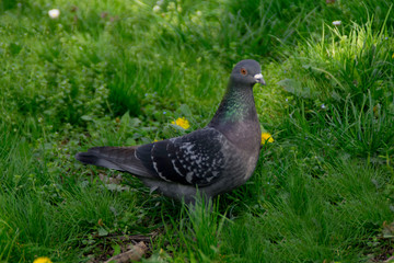 Pigeon lying in a thick grass