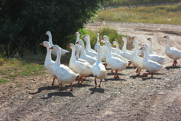white geese in the village on the road at the sunny day