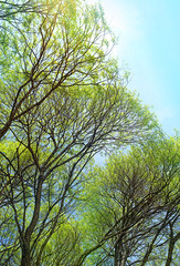 forest landscape. beautiful green tree branches on sky background. summer landscape with crown of...