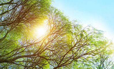 forest landscape. beautiful green tree branches on sky background. summer landscape with crown of...