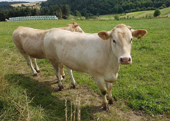 Naklejka na ściany i meble Fleischkuehe, Aquitaine, Rind, Blonde, d' Aquitaine