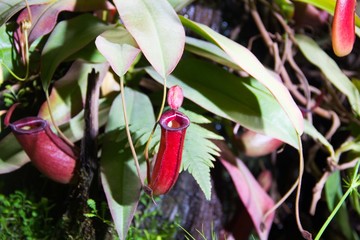 Carnivorous plant pitcher. Tropical plant. tropical flytrap pitcher plant,nepenthes species