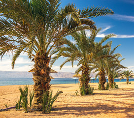 Obraz na płótnie Canvas vivid colorful idyllic picturesque scenic palm beach with sand near Red sea in square format photography, summer vacation and tourist concept 