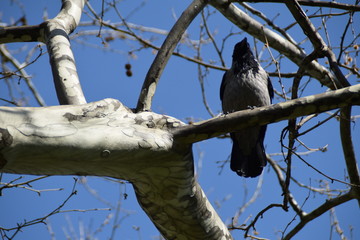 Crow on the tree branch 