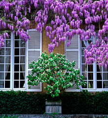 Fototapeta na wymiar Wisteria sinensis and Quince in flower at a French country house