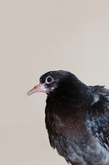 small dove chick in profile