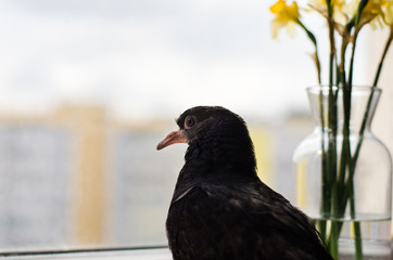 little dove nestling on the window with faded flowers