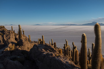 The worlds largest salt flat, Bolivia, South America, Salar de Uyuni seen from the unique cactus island called Incahuasi island shot against a bright blue sky