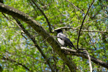 Crow on the tree branch in the spring