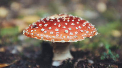 Mushroom in Fall