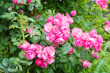 雨上がりの庭のピンクのバラ