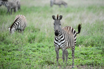 Zebra