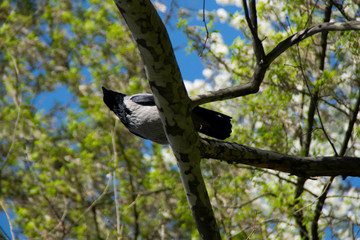 Crow on the tree branch in the spring