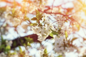 apricot flower spring nature close up macro 