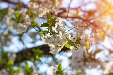 apricot flower spring nature close up macro 