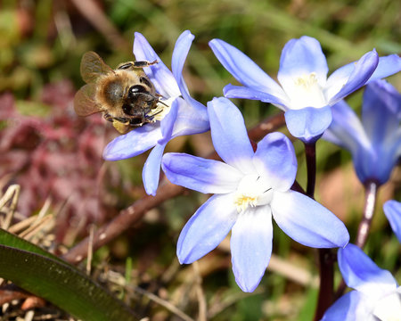 Schneestolz, Schneeglanz, chionodoxa luciliae