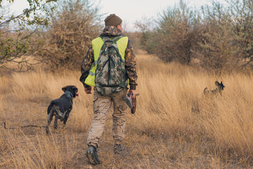 Hunter with a german drathaar and spaniel, pigeon hunting with dogs in reflective vests	