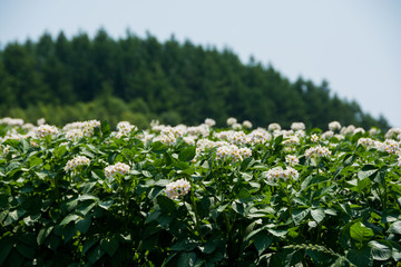 白い花をつけたジャガイモ畑